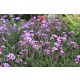 Ernyős verbéna - Verbena bonariensis 'Lollipop'