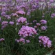 Ernyős verbéna - Verbena bonariensis 'Lollipop'