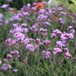 Ernyős verbéna - Verbena bonariensis 'Lollipop'