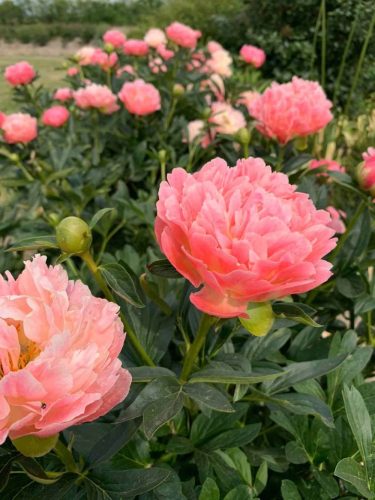 Lágyszárú bazsarózsa - Paeonia lactiflora 'Coral Sunset'