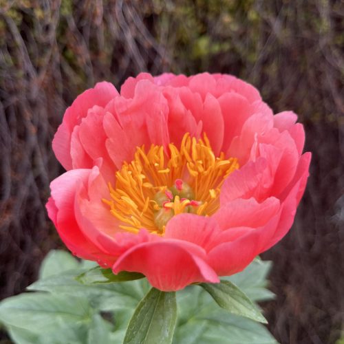 Lágyszárú bazsarózsa - Paeonia lactiflora 'Coral Sunset'