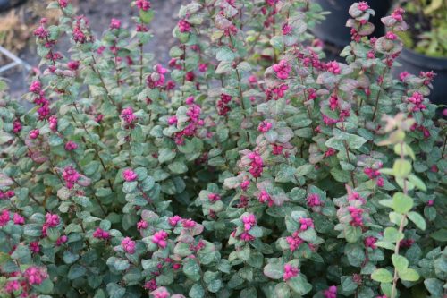 Rózsaszín hóbogyó - Symphoricarpos x doorenbosii 'Magic Berry'