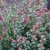 Rózsaszín hóbogyó - Symphoricarpos x doorenbosii 'Magic Berry'
