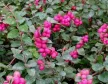 Rózsaszín hóbogyó - Symphoricarpos x doorenbosii 'Magic Berry'