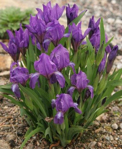 Apró nőszirom - Iris pumila 'Atroviolacea'