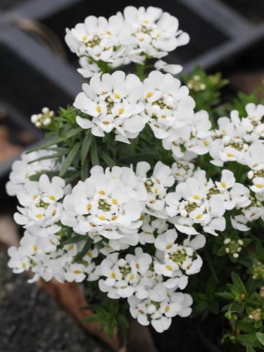 Örökzöld tatárvirág - Iberis sempervirens 'Fischbeck'