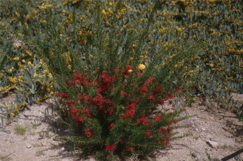 Selyemtölgy - Grevillea 'Canberra Gem' 