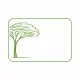 Platanus acerifolia Fl. 14/16