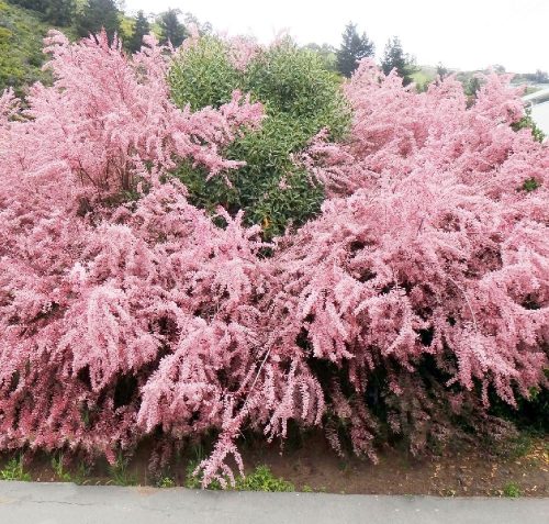 Rózsaszín virágú tamariska - Tamarix ramosissima 'Pink Cascade'