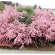 Rózsaszín virágú tamariska - Tamarix ramosissima 'Pink Cascade'