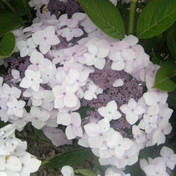   Fűrészeslevelű hortenzia - Hydrangea serrata 'CLOUDi'® 