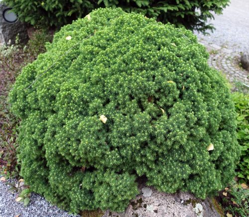 Cukorsüvegfenyő - Picea glauca 'Alberta Globe'