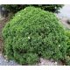 Cukorsüvegfenyő - Picea glauca 'Alberta Globe'