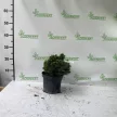 Cukorsüvegfenyő - Picea glauca 'Alberta Globe'