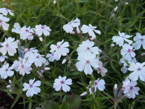 Árlevelű lángvirág - Phlox subulata 'Amazing Grace'