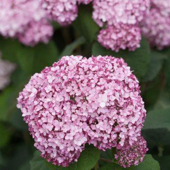   Cserjés hortenzia - Hydrangea arborescens 'Sweet Annabelle'®