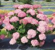 Cserjés hortenzia - Hydrangea arborescens 'Sweet Annabelle'®
