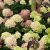 Bugás hortenzia - Hydrangea paniculata 'Graffiti'®