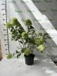 Bugás hortenzia - Hydrangea paniculata 'Graffiti'®