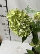 Bugás hortenzia - Hydrangea paniculata 'Graffiti'®