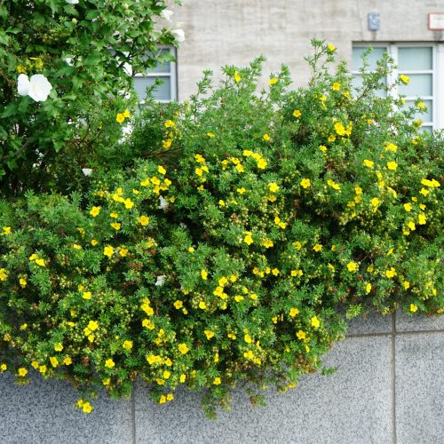 Cserjés pimpó - Potentilla fruticosa 'Kobold'