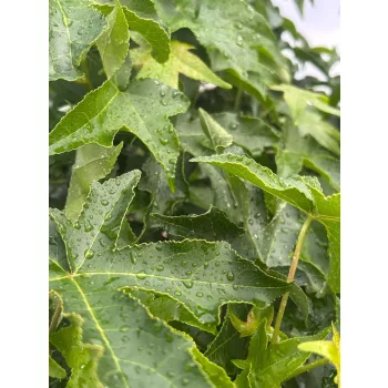 Liquidambar styraciflua - Amerikai ámbrafa K18 T200 6/8