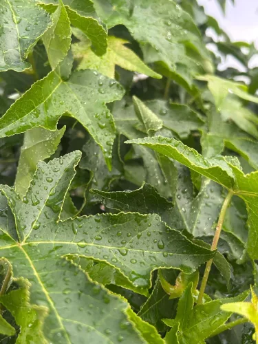 Liquidambar styraciflua - Amerikai ámbrafa K18 T200 6/8
