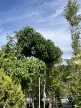 Liquidambar styraciflua - Amerikai ámbrafa K18 T200 6/8