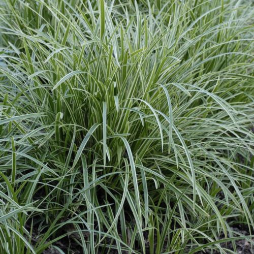 Tarka sás - Carex morrowii 'Ice Dance'