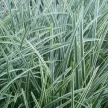 Tarka sás - Carex morrowii 'Ice Dance'
