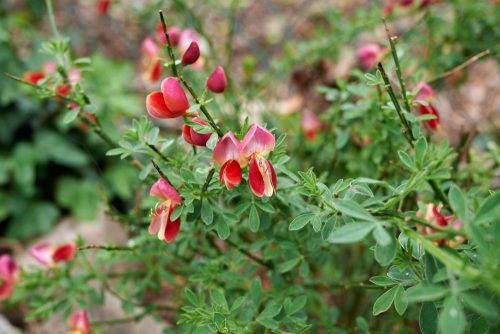 Zanót - Cytisus 'Red Favourite'