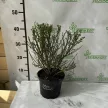 Zanót - Cytisus 'Red Favourite'