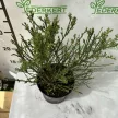 Zanót - Cytisus 'Red Favourite'