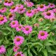 Echinacea purpurea 'PowWow Wild Berry' -  Kasvirág 