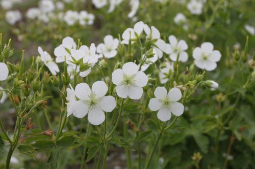 Foltos gólyaorr - Geranium maculatum 'Album'