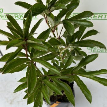   Lágyszárú bazsarózsa - Paeonia lactiflora 'Immaculee'