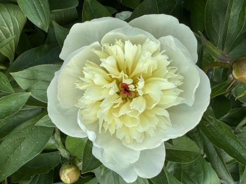 Lágyszárú bazsarózsa - Paeonia lactiflora 'Immaculee'