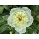 Lágyszárú bazsarózsa - Paeonia lactiflora 'Immaculee'