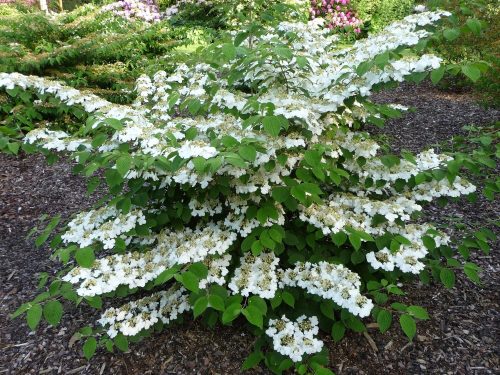 Redőslevelű bangita - Viburnum plicatum 'Watanabe'