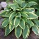 Árnyékliliom - Hosta 'Wolverine'