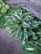 Árnyékliliom - Hosta 'Wolverine'