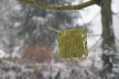 Zöld faggyúszelet tartó madáretető