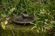 Öntöttvas madáretető- és itató és napóra
