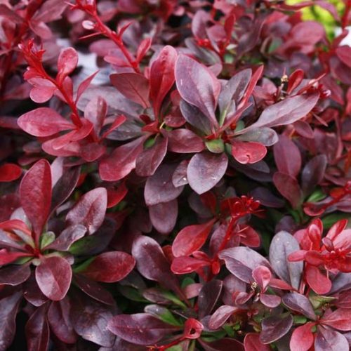 Vöröslevelű Japán vérborbolya - Berberis thunbergii ’Atropurpurea’