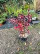 Vöröslevelű Japán vérborbolya - Berberis thunbergii ’Atropurpurea’