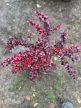 Vöröslevelű Japán vérborbolya - Berberis thunbergii ’Atropurpurea’