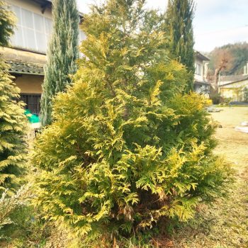   Arany leyland ciprus - Cupressocyparis leylandii 'Gold Rider' 