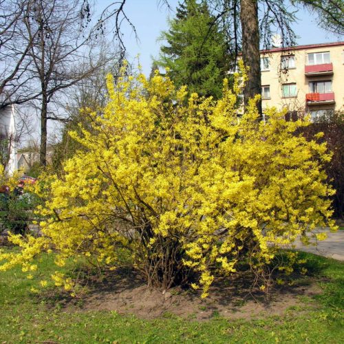 Kerti aranyvessző - Forsythia x intermedia