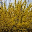 Kerti aranyvessző - Forsythia x intermedia