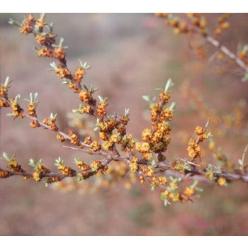   Homoktövis (termős) - Hippophae rhamnoides ’Leikora'